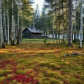 Фото по теме: Где собирать грибы и ягоды в Карелии безопасные места у озер