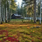 Фото по теме: Где собирать грибы и ягоды в Карелии безопасные места у озер