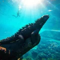 Фото по теме: Где на Галапагосских островах лучший дайвинг с морскими игуанами