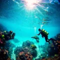 Фото по теме: Где на Филиппинах пройти курс дайвинга PADI на русском языке остров Панглао