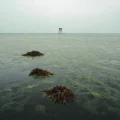 Фото по теме: Что делать если на пляже в Анапе цветет вода и много водорослей