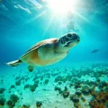 Фото по теме: Особенности плавания с морскими черепахами в заливе Абу Даббаб Египет